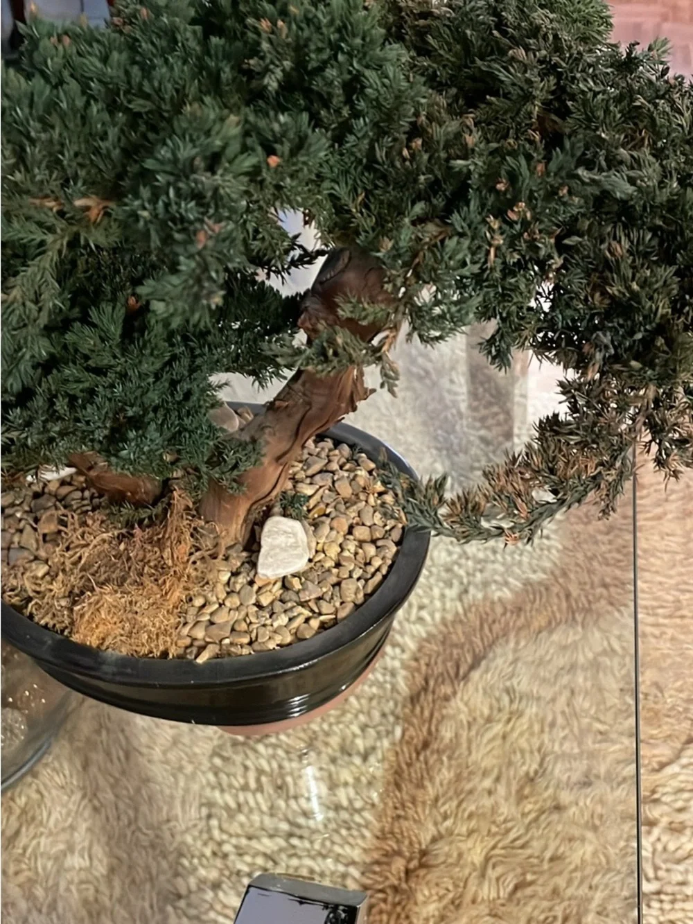 Natural Green Bonsai Accent Plant without the care!